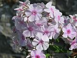 Phlox Pink